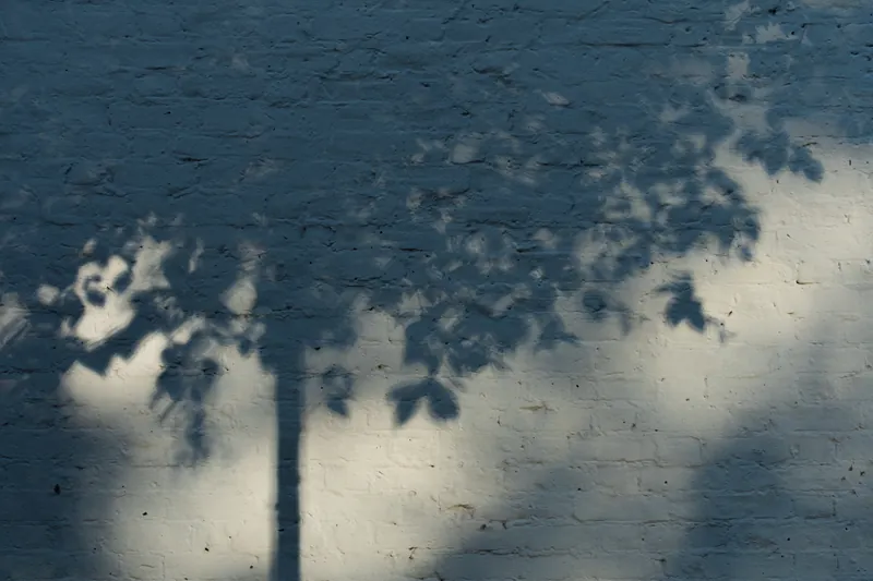 Young birch, London. 2024.